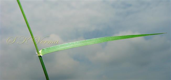  Leaf